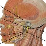 Head facial nerve branches
