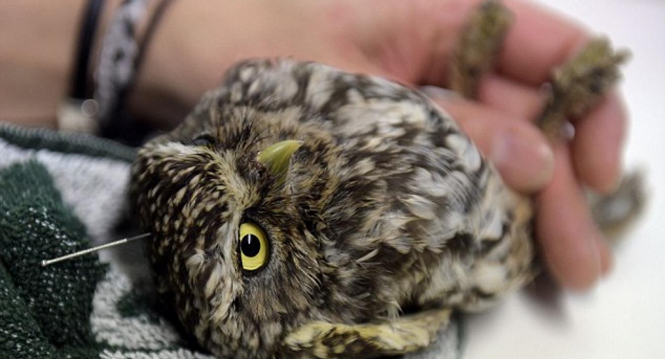 Acupuncturist treats bird with needles